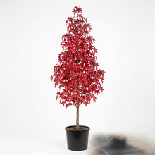Load image into Gallery viewer, Liquidambar Styraciflua Worplesdon
