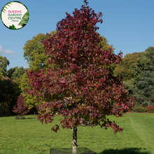 Load image into Gallery viewer, Alt text: Liquidambar styraciflua &#39;Worplesdon,&#39; a deciduous tree known for its distinctive star-shaped leaves that turn vibrant shades of red, orange, and purple in the fall. This cultivar is appreciated for its ornamental value, providing a stunning autumnal display. The tree adds beauty and seasonal interest to gardens and landscapes.
