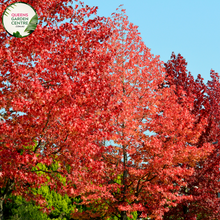 Load image into Gallery viewer, Alt text: Liquidambar styraciflua &#39;Oakville Highlight,&#39; showcasing its vibrant autumn foliage. This deciduous tree features deeply lobed leaves that transition from green to shades of orange, red, and purple in the fall. An exquisite addition to landscapes, providing a captivating display of seasonal colors.
