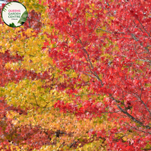 Load image into Gallery viewer, Alt text: Liquidambar styraciflua &#39;Oakville Highlight,&#39; showcasing its vibrant autumn foliage. This deciduous tree features deeply lobed leaves that transition from green to shades of orange, red, and purple in the fall. An exquisite addition to landscapes, providing a captivating display of seasonal colors.
