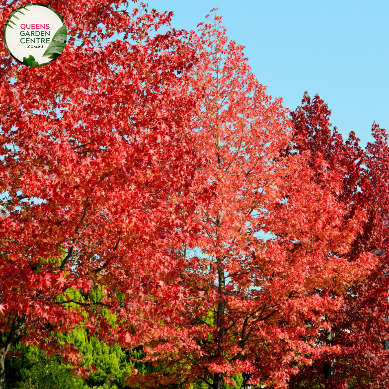 Alt text: Liquidambar styraciflua 'Oakville Highlight,' showcasing its vibrant autumn foliage. This deciduous tree features deeply lobed leaves that transition from green to shades of orange, red, and purple in the fall. An exquisite addition to landscapes, providing a captivating display of seasonal colors.