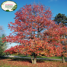 Load image into Gallery viewer, Alt text: Liquidambar styraciflua &#39;Palo Alto,&#39; a deciduous tree celebrated for its stunning autumn display. The foliage transitions from green to vibrant shades of red, orange, and purple. This cultivar adds a touch of seasonal brilliance to landscapes, making it a sought-after choice for gardens and urban spaces.
