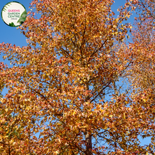 Load image into Gallery viewer, Alt text: Liquidambar styraciflua &#39;Palo Alto,&#39; a deciduous tree celebrated for its stunning autumn display. The foliage transitions from green to vibrant shades of red, orange, and purple. This cultivar adds a touch of seasonal brilliance to landscapes, making it a sought-after choice for gardens and urban spaces.
