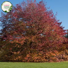 Load image into Gallery viewer, Alt text: Liquidambar styraciflua &#39;Worplesdon,&#39; a deciduous tree known for its distinctive star-shaped leaves that turn vibrant shades of red, orange, and purple in the fall. This cultivar is appreciated for its ornamental value, providing a stunning autumnal display. The tree adds beauty and seasonal interest to gardens and landscapes.
