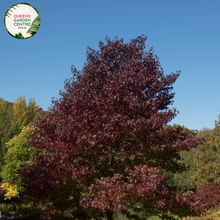 Load image into Gallery viewer, Alt text: Liquidambar styraciflua, commonly known as Sweetgum, showcasing deeply lobed, star-shaped leaves and a deciduous form. This tree is renowned for its vibrant fall foliage, displaying an array of colors from red and orange to purple. A popular choice for landscaping, adding both shade and visual appeal to outdoor spaces.
