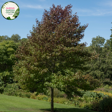 Load image into Gallery viewer, Alt text: Liquidambar styraciflua, commonly known as Sweetgum, showcasing deeply lobed, star-shaped leaves and a deciduous form. This tree is renowned for its vibrant fall foliage, displaying an array of colors from red and orange to purple. A popular choice for landscaping, adding both shade and visual appeal to outdoor spaces.
