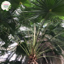 Load image into Gallery viewer,  Alt text: Livistona chinensis, commonly known as the Chinese Fan Palm or Fountain Palm, is a tropical palm species prized for its graceful appearance. This palm features large, fan-shaped leaves that are glossy green and deeply divided into segments. The leaves grow in a symmetrical arrangement atop a slender trunk, creating a striking silhouette. Livistona chinensis typically grows in a clumping habit, forming dense clusters of foliage.
