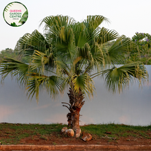 Load image into Gallery viewer,  Alt text: Livistona chinensis, commonly known as the Chinese Fan Palm or Fountain Palm, is a tropical palm species prized for its graceful appearance. This palm features large, fan-shaped leaves that are glossy green and deeply divided into segments. The leaves grow in a symmetrical arrangement atop a slender trunk, creating a striking silhouette. Livistona chinensis typically grows in a clumping habit, forming dense clusters of foliage.
