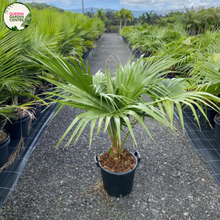 Load image into Gallery viewer, Livistona Chinensis
