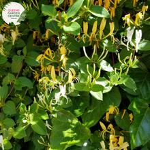 Load image into Gallery viewer,  Close-up of Winter Lonicera Hildebrandiana Tripod: In this close-up image, the Winter Lonicera Hildebrandiana Tripod plant is showcased with intricate detail. The tripod-shaped clusters of vibrant red berries stand out against the backdrop of dark green foliage. Each berry is glossy and spherical, adding a pop of color to the winter landscape.
