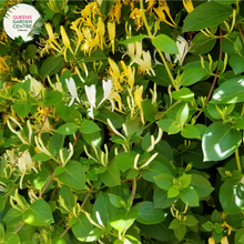 Load image into Gallery viewer,  Close-up of Winter Lonicera Hildebrandiana Tripod: In this close-up image, the Winter Lonicera Hildebrandiana Tripod plant is showcased with intricate detail. The tripod-shaped clusters of vibrant red berries stand out against the backdrop of dark green foliage. Each berry is glossy and spherical, adding a pop of color to the winter landscape.
