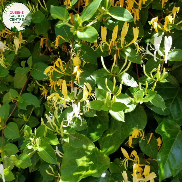  Close-up of Winter Lonicera Hildebrandiana Tripod: In this close-up image, the Winter Lonicera Hildebrandiana Tripod plant is showcased with intricate detail. The tripod-shaped clusters of vibrant red berries stand out against the backdrop of dark green foliage. Each berry is glossy and spherical, adding a pop of color to the winter landscape.