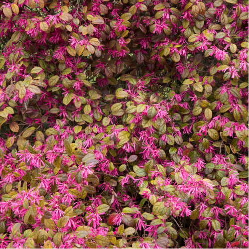 "A close-up view of the Loropetalum 'China Pink' plant, showcasing its vibrant and cascading pink flowers against a backdrop of deep burgundy leaves. The contrast between the vivid blooms and the rich foliage creates a visually stunning composition. 'China Pink' is a cultivar of Loropetalum, prized for its ornamental appeal. The weeping habit and colorful foliage make it a striking addition to garden landscapes, adding a burst of color and elegance to outdoor settings."