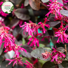 Load image into Gallery viewer, &quot;A close-up view of the Loropetalum &#39;China Pink&#39; plant, showcasing its vibrant and cascading pink flowers against a backdrop of deep burgundy leaves. The contrast between the vivid blooms and the rich foliage creates a visually stunning composition. &#39;China Pink&#39; is a cultivar of Loropetalum, prized for its ornamental appeal. The weeping habit and colorful foliage make it a striking addition to garden landscapes, adding a burst of color and elegance to outdoor settings.&quot;
