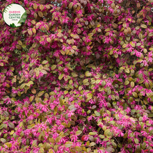 Load image into Gallery viewer, &quot;A close-up view of the Loropetalum &#39;China Pink&#39; plant, showcasing its vibrant and cascading pink flowers against a backdrop of deep burgundy leaves. The contrast between the vivid blooms and the rich foliage creates a visually stunning composition. &#39;China Pink&#39; is a cultivar of Loropetalum, prized for its ornamental appeal. The weeping habit and colorful foliage make it a striking addition to garden landscapes, adding a burst of color and elegance to outdoor settings.&quot;
