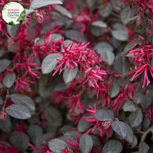 Load image into Gallery viewer, &quot;A detailed view of the Loropetalum &#39;Plum Gorgeous&#39; plant, featuring its striking combination of deep burgundy leaves and vibrant fuchsia-pink fringed flowers. The dark foliage provides a rich and elegant backdrop for the profusion of eye-catching blooms. &#39;Plum Gorgeous&#39; is a cultivar of Loropetalum, prized for its ornamental appeal and compact form. This variety adds a dramatic burst of color and visual interest to garden landscapes, making it a standout feature in outdoor settings.&quot;
