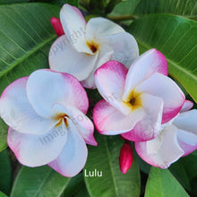 Load image into Gallery viewer, &quot;Close-up of Plumeria Lulu Frangipani: Delicate, creamy white petals with soft pink accents form a cluster, creating a visually captivating flower. The petals exhibit a gentle curve, and their velvety texture adds depth to the bloom. This close-up showcases the elegant beauty of the Plumeria Lulu Frangipani, highlighting its intricate details and subtle color variations.&quot;
