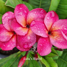 Load image into Gallery viewer, &quot;Close-up of Plumeria Lulu&#39;s Blood Frangipani: Rich, vibrant red petals with streaks of deep crimson and maroon create a stunning contrast against the backdrop of lush green foliage. The velvety texture of the petals adds depth and dimension to the flower, while the intricate veins accentuate its natural beauty. This close-up captures the exquisite details of the Plumeria Lulu&#39;s Blood Frangipani, evoking a sense of elegance and allure.&quot;
