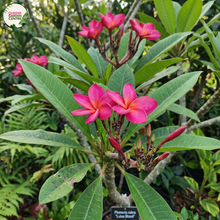 Load image into Gallery viewer, Lulus Blood Frangipani
