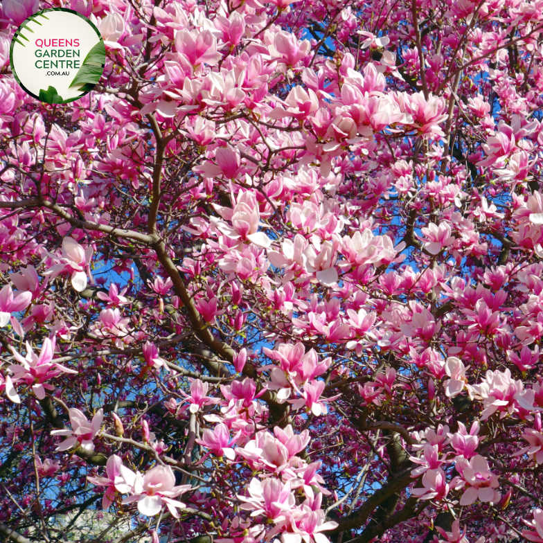 Buy Magnolia
