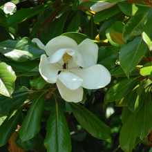 Load image into Gallery viewer, Alt text: Magnolia &#39;Little Gem,&#39; a compact and evergreen tree with glossy leaves and fragrant white flowers. Ideal for small gardens or as an ornamental focal point, this cultivar is celebrated for its beauty and adaptability to various landscapes.
