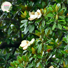 Load image into Gallery viewer, Alt text: Magnolia &#39;Little Gem,&#39; a compact and evergreen tree with glossy leaves and fragrant white flowers. Ideal for small gardens or as an ornamental focal point, this cultivar is celebrated for its beauty and adaptability to various landscapes.
