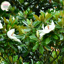 Load image into Gallery viewer, Alt text: Magnolia &#39;Little Gem,&#39; a compact and evergreen tree with glossy leaves and fragrant white flowers. Ideal for small gardens or as an ornamental focal point, this cultivar is celebrated for its beauty and adaptability to various landscapes.
