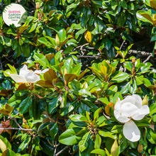 Load image into Gallery viewer, Alt text: Magnolia grandiflora &#39;Kay Parris,&#39; featuring glossy evergreen leaves and large, fragrant white flowers. This cultivar of the Southern Magnolia is known for its compact form and ornamental value, making it a splendid addition to gardens and landscapes.
