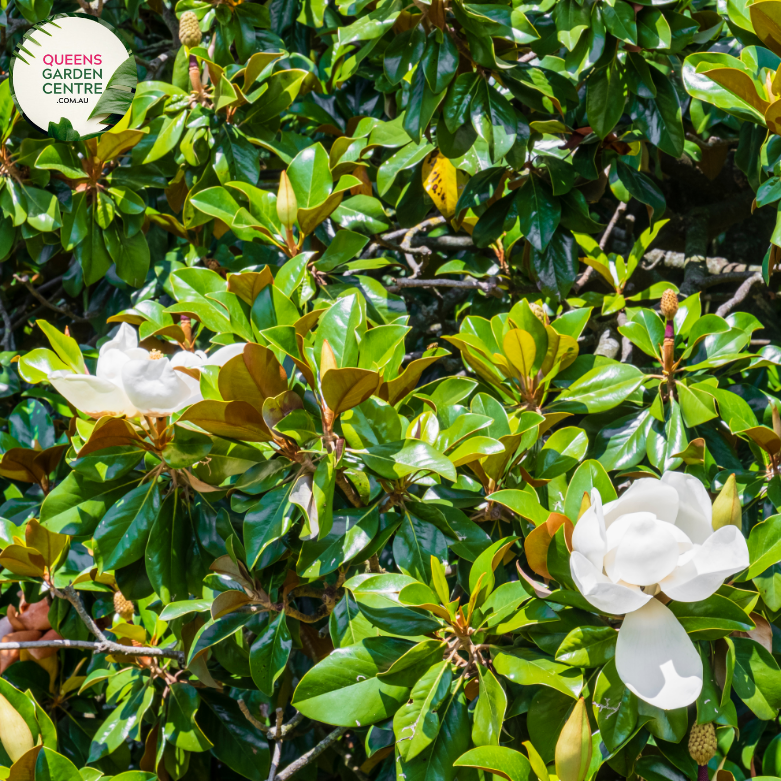 Alt text: Magnolia grandiflora 'Kay Parris,' featuring glossy evergreen leaves and large, fragrant white flowers. This cultivar of the Southern Magnolia is known for its compact form and ornamental value, making it a splendid addition to gardens and landscapes.