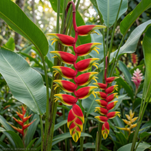 Load image into Gallery viewer, Heliconia Manoa Sunrise
