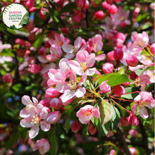 Load image into Gallery viewer, Alt text: Malus (JFS-KW5) &#39;Royal Raindrops™,&#39; a captivating Crab Apple tree. This deciduous beauty showcases deep purple foliage and vivid pinkish-red blooms. An ornamental choice for landscapes, known for its small, decorative fruits and stunning visual appeal throughout the seasons.
