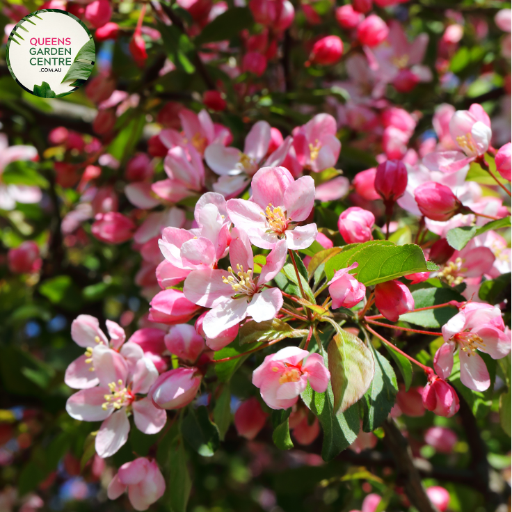 Alt text: Malus (JFS-KW5) 'Royal Raindrops™,' a captivating Crab Apple tree. This deciduous beauty showcases deep purple foliage and vivid pinkish-red blooms. An ornamental choice for landscapes, known for its small, decorative fruits and stunning visual appeal throughout the seasons.