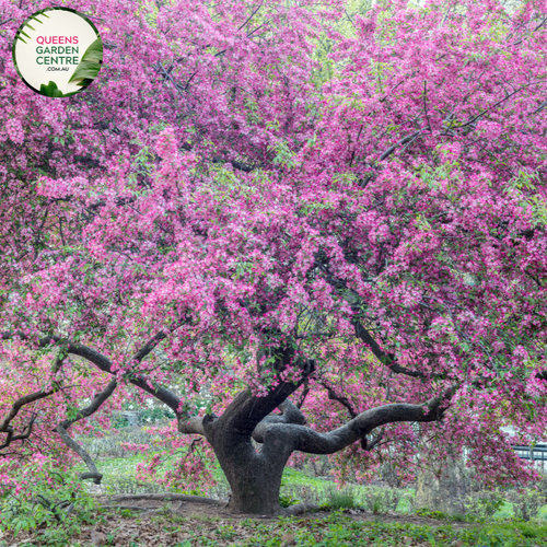 Alt text: Malus (JFS-KW5) 'Royal Raindrops™,' a captivating Crab Apple tree. This deciduous beauty showcases deep purple foliage and vivid pinkish-red blooms. An ornamental choice for landscapes, known for its small, decorative fruits and stunning visual appeal throughout the seasons.