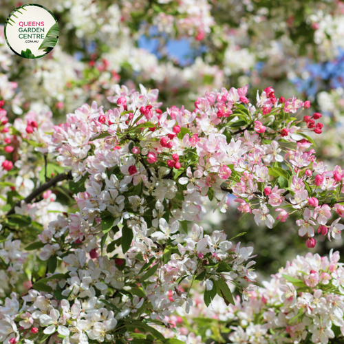 "A picturesque image of the Malus floribunda plant, commonly known as the Japanese flowering crabapple. The tree is adorned with a profusion of delicate, pink blossoms, creating a breathtaking springtime display. The vibrant flowers contrast beautifully against the lush green foliage. Malus floribunda is celebrated for its ornamental value, adding a touch of elegance and charm to garden landscapes.