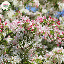 Load image into Gallery viewer, &quot;A picturesque image of the Malus floribunda plant, commonly known as the Japanese flowering crabapple. The tree is adorned with a profusion of delicate, pink blossoms, creating a breathtaking springtime display. The vibrant flowers contrast beautifully against the lush green foliage. Malus floribunda is celebrated for its ornamental value, adding a touch of elegance and charm to garden landscapes.
