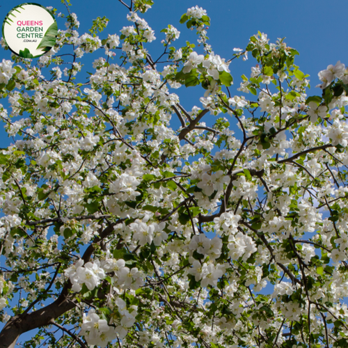 "A delightful view of the Malus 'Sugar Tyme' plant, showcasing its ornamental charm. The tree features a profusion of delicate pink buds that burst into clusters of soft pink and white blossoms, creating a beautiful springtime display. 'Sugar Tyme' is a cultivar of flowering crabapple, known for its abundance of flowers and attractive form. The blossoms contrast elegantly with the lush green foliage, making this variety a visually enchanting addition to garden landscapes,