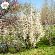 Load image into Gallery viewer, &quot;A delightful view of the Malus &#39;Sugar Tyme&#39; plant, showcasing its ornamental charm. The tree features a profusion of delicate pink buds that burst into clusters of soft pink and white blossoms, creating a beautiful springtime display. &#39;Sugar Tyme&#39; is a cultivar of flowering crabapple, known for its abundance of flowers and attractive form. The blossoms contrast elegantly with the lush green foliage, making this variety a visually enchanting addition to garden landscapes, 
