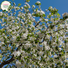 Load image into Gallery viewer, &quot;A delightful view of the Malus &#39;Sugar Tyme&#39; plant, showcasing its ornamental charm. The tree features a profusion of delicate pink buds that burst into clusters of soft pink and white blossoms, creating a beautiful springtime display. &#39;Sugar Tyme&#39; is a cultivar of flowering crabapple, known for its abundance of flowers and attractive form. The blossoms contrast elegantly with the lush green foliage, making this variety a visually enchanting addition to garden landscapes,
