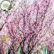 Load image into Gallery viewer, Alt text: Malus spectabilis, a graceful Crab Apple tree with delicate pink blossoms. This deciduous tree adds charm to landscapes with its ornamental value and the visual spectacle of its abundant springtime flowers. A delightful addition to gardens, admired for its beauty and seasonal interest.
