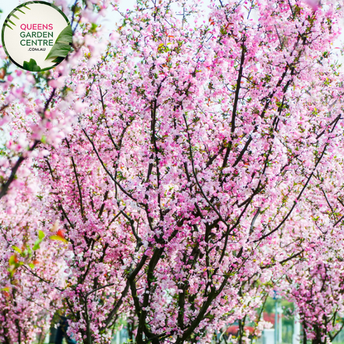 Alt text: Malus spectabilis, a graceful Crab Apple tree with delicate pink blossoms. This deciduous tree adds charm to landscapes with its ornamental value and the visual spectacle of its abundant springtime flowers. A delightful addition to gardens, admired for its beauty and seasonal interest.