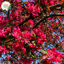 Load image into Gallery viewer, &quot;A close-up view of the Malus &#39;Royal Raindrops&#39; plant, featuring its distinctive ornamental features. The tree showcases deep purple-red foliage, creating a rich and vibrant backdrop for the clusters of small, pinkish-red flowers. &#39;Royal Raindrops&#39; is a cultivar of flowering crabapple, prized for its striking foliage and abundant springtime blooms. The combination of dark leaves and colorful blossoms makes this variety a visually captivating addition to garden landscapes, 
