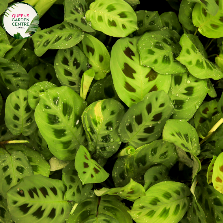 Close-up of Maranta leuconeura Kerchoveana plant: This image captures the intricate details of the Maranta leuconeura Kerchoveana plant, commonly known as the Prayer Plant. The foliage features vibrant green leaves adorned with unique patterns of dark green veins, creating a striking contrast. 