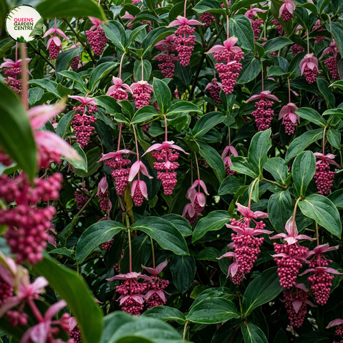 Medinilla Magnifica