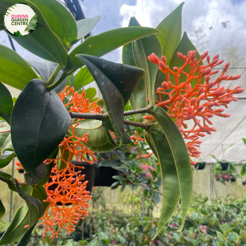 Medinilla Scortechinii