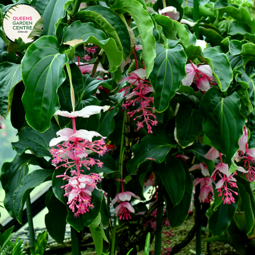 Alt text: Close-up photo of a Medinilla dolichophylla 'Giant Chandelier' plant, showcasing its large and elegant hanging clusters of pink flowers. The tropical plant features cascading inflorescences with numerous bell-shaped blooms, creating a stunning chandelier-like effect. The photo captures the intricate details of the vibrant pink flowers and lush green foliage, highlighting the unique and captivating beauty of the Medinilla dolichophylla 'Giant Chandelier.'