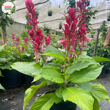 Load image into Gallery viewer, Megaskepasma Erythrochlamys Brazilian Red Cloak
