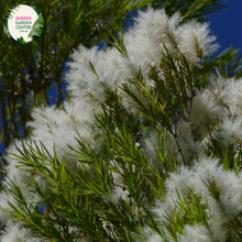 Load image into Gallery viewer, Close-up of a Melaleuca armillaris plant. The image showcases clusters of small, fluffy, white flowers arranged in cylindrical spikes along the stems. Each flower consists of numerous long, slender stamens that create a soft, brush-like appearance. The flowers are accompanied by narrow, needle-like leaves with a deep green color and a slightly glossy surface. 
