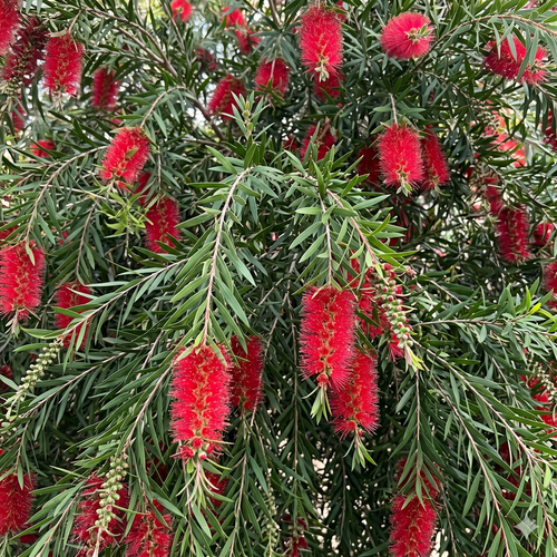 Melaleuca viminalis (Syn. Callistemon)