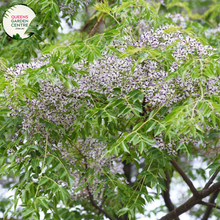 Load image into Gallery viewer, Alt text: Melia azedarach &#39;Lilac Lady,&#39; a deciduous tree showcasing clusters of fragrant lilac-colored flowers. This ornamental beauty, also known as the Chinaberry or Persian Lilac, adds a touch of elegance to landscapes with its lush foliage and delightful blooms.
