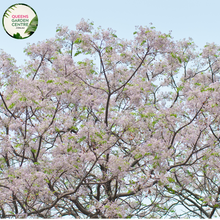 Load image into Gallery viewer, Alt text: Melia azedarach &#39;Lilac Lady,&#39; a deciduous tree showcasing clusters of fragrant lilac-colored flowers. This ornamental beauty, also known as the Chinaberry or Persian Lilac, adds a touch of elegance to landscapes with its lush foliage and delightful blooms.
